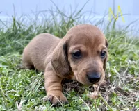 Chester, a male Miniature Dachshund for sale in Wright City, MO – Photo 2 of 2