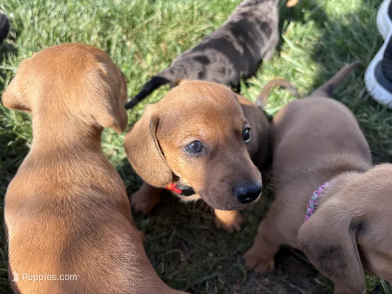 Chester – Miniature Dachshund puppy for sale in Wright City, MO