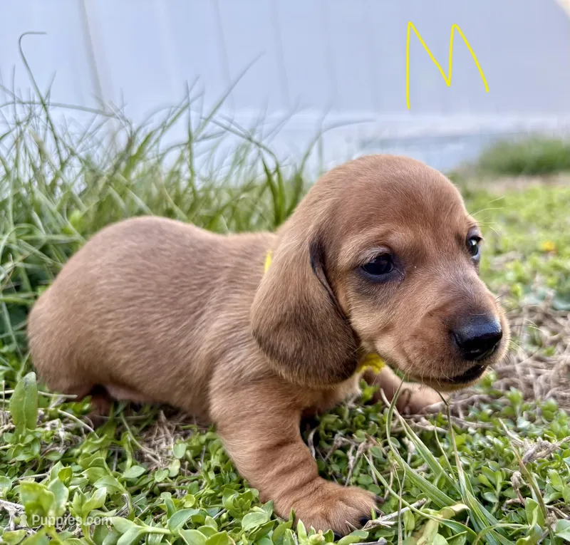 Chester – Miniature Dachshund puppy for sale in Wright City, MO