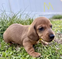 Chester, a male Miniature Dachshund for sale in Wright City, MO – Photo 1 of 2