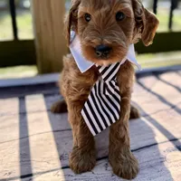 Mark, a female Miniature Goldendoodle for sale in Concord, NC – 1 of 1