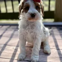 Meredith, a female Miniature Goldendoodle for sale in Concord, NC – 1 of 1