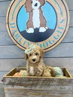 Avery, a female Miniature Goldendoodle for sale in Concord, NC – Photo 4 of 10
