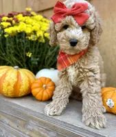Avery, a female Miniature Goldendoodle for sale in Concord, NC – Photo 1 of 10