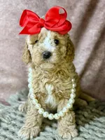 Avery, a female Miniature Goldendoodle for sale in Concord, NC – Photo 7 of 10