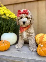 Avery, a female Miniature Goldendoodle for sale in Concord, NC – Photo 3 of 10