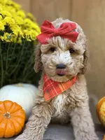 Avery, a female Miniature Goldendoodle for sale in Concord, NC – Photo 2 of 10