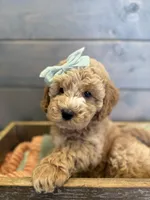 Avery, a female Miniature Goldendoodle for sale in Concord, NC – Photo 5 of 10