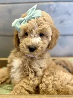 Avery, a female Miniature Goldendoodle for sale in Concord, NC – Photo 6 of 10