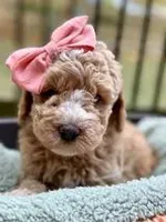 Avery, a female Miniature Goldendoodle for sale in Concord, NC – Photo 9 of 10