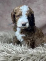 Haagan, a male Miniature Goldendoodle for sale in Concord, NC – Photo 2 of 4