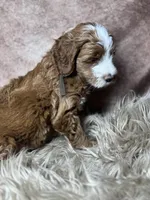 Haagan, a male Miniature Goldendoodle for sale in Concord, NC – Photo 4 of 4