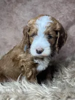 Haagan, a male Miniature Goldendoodle for sale in Concord, NC – Photo 1 of 4