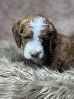 Haagan, a male Miniature Goldendoodle for sale in Concord, NC – Photo 3 of 4
