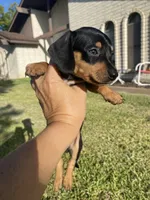 Dapple dachshund , a male Dachshund for sale in Lorena, TX – 2 of 2