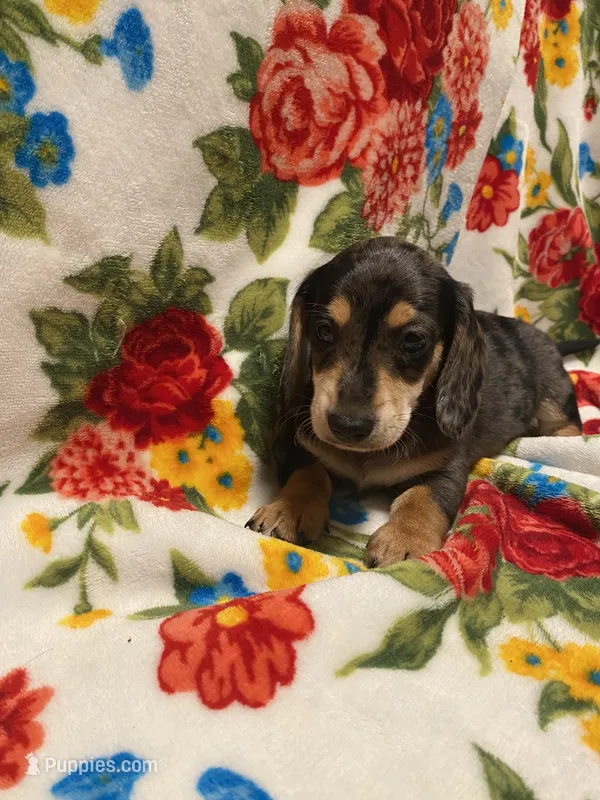 Dapple dachshund  – Dachshund puppy for sale in Lorena, TX