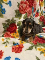Dapple dachshund , a male Dachshund for sale in Lorena, TX – 1 of 2