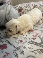 Mochi, a male Maltese for sale in Orlando, FL – 2 of 4