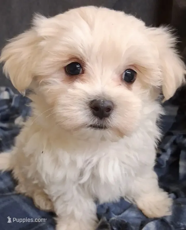 Mochi – Maltese puppy for sale in Orlando, FL
