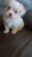 Mochi, a male Maltese for sale in Orlando, FL – 3 of 4