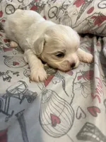 Mochi, a male Maltese for sale in Orlando, FL – 3 of 4