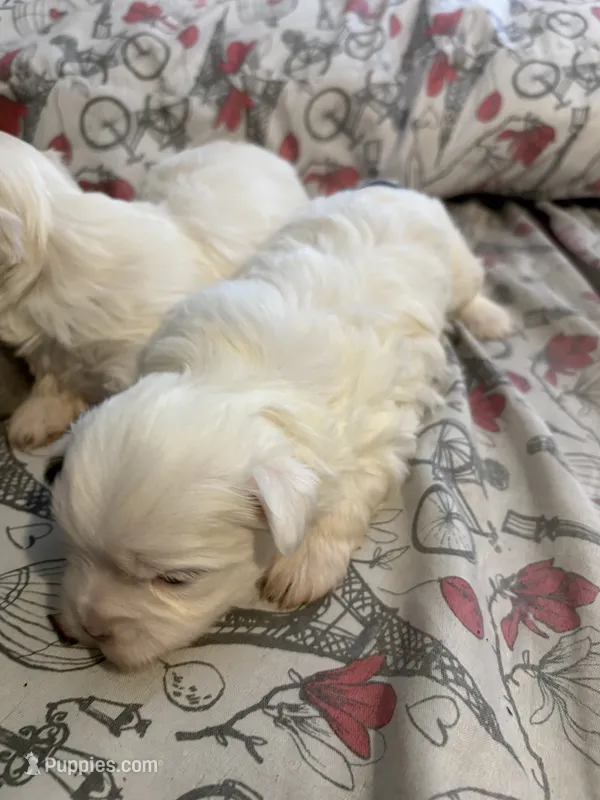 Mochi – Maltese puppy for sale in Orlando, FL