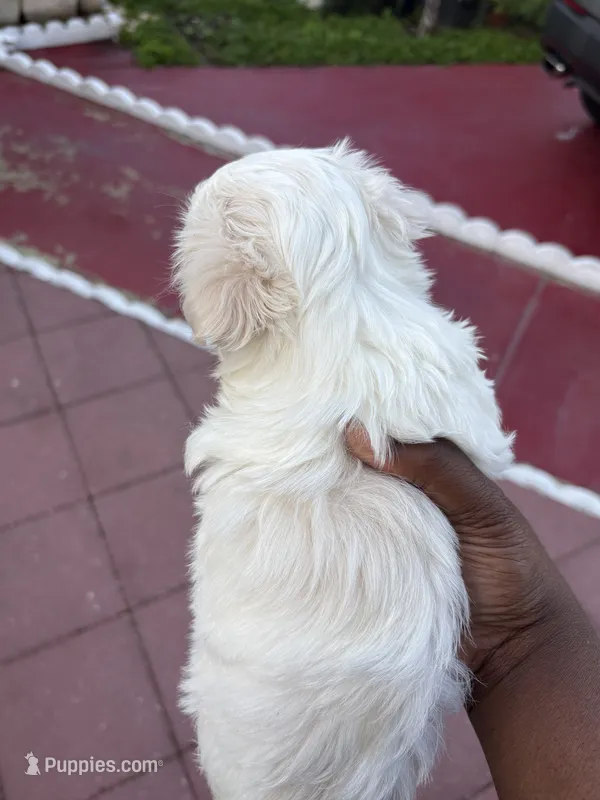 Mochi – Maltese puppy for sale in Orlando, FL