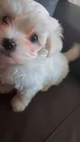 Mochi, a male Maltese for sale in Orlando, FL – 2 of 4