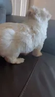 Mochi, a male Maltese for sale in Orlando, FL – 4 of 4