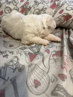 Mochi, a male Maltese for sale in Orlando, FL – 4 of 4