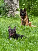 Jo, a male French Bulldog for sale in Chicago, IL – 2 of 3