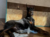 Puppy girl, a female Doberman Pinscher for sale in Chicago, IL – Photo 8 of 10