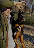 Puppy girl, a female Doberman Pinscher for sale in Chicago, IL – Photo 2 of 10