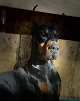 Puppy girl, a female Doberman Pinscher for sale in Chicago, IL – Photo 6 of 10