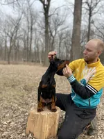 Puppy girl, a female Doberman Pinscher for sale in Chicago, IL – Photo 5 of 10