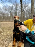 Puppy girl, a female Doberman Pinscher for sale in Chicago, IL – Photo 7 of 10