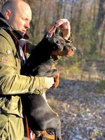 Puppy girl, a female Doberman Pinscher for sale in Chicago, IL – Photo 3 of 10