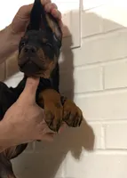 Puppy girl, a female Doberman Pinscher for sale in Chicago, IL – Photo 10 of 10