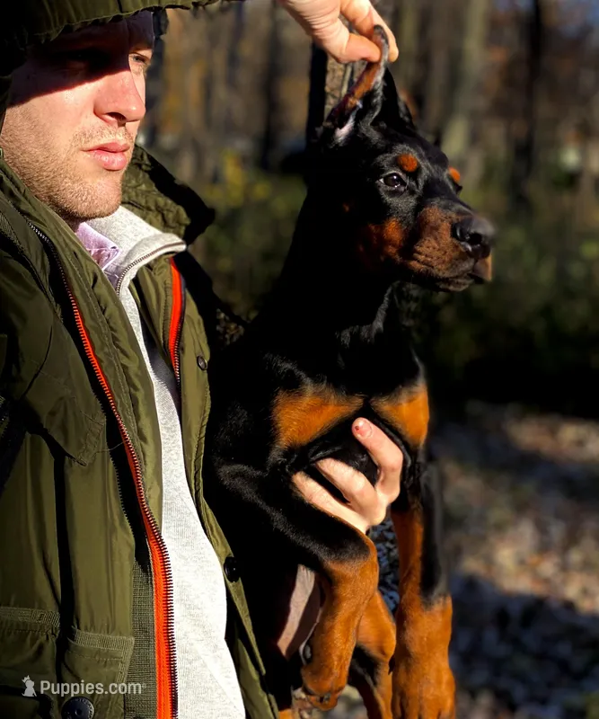 Puppy girl – Doberman Pinscher puppy for sale in Chicago, IL