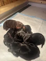 Puppy girl, a female Doberman Pinscher for sale in Chicago, IL – Photo 9 of 10