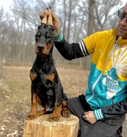 Puppy Boy, a male Doberman Pinscher for sale in Chicago, IL – Photo 5 of 10