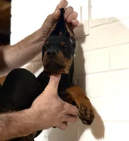 Puppy Boy, a male Doberman Pinscher for sale in Chicago, IL – Photo 3 of 8