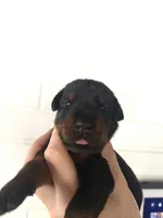 Puppy Boy, a male Doberman Pinscher for sale in Chicago, IL – Photo 6 of 8