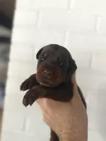 Puppy Boy, a male Doberman Pinscher for sale in Chicago, IL – Photo 4 of 8