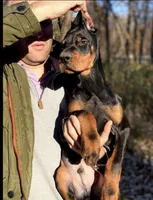 Puppy Boy, a male Doberman Pinscher for sale in Chicago, IL – Photo 3 of 10