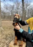 Puppy Boy, a male Doberman Pinscher for sale in Chicago, IL – Photo 4 of 10