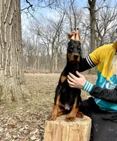 Puppy Boy, a male Doberman Pinscher for sale in Chicago, IL – Photo 6 of 10