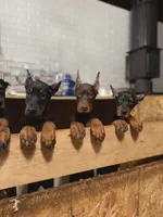 Puppy Boy, a male Doberman Pinscher for sale in Chicago, IL – Photo 7 of 8