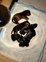 Puppy Boy, a male Doberman Pinscher for sale in Chicago, IL – Photo 8 of 8