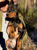 Puppy Boy, a male Doberman Pinscher for sale in Chicago, IL – Photo 2 of 10